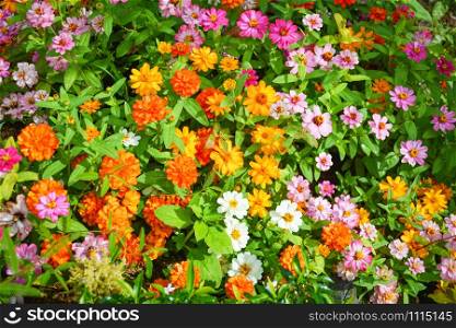 Colorful flower texture background blooming pink orange yellow and white flowers and green leaf in nature beautiful garden spring summer