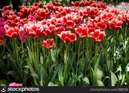 colorful flowers abstract background. tulips