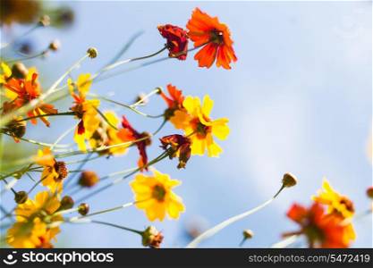 Colorful flowers against sky