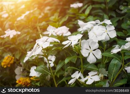 Colorful Flowers and leaves decorative background, branches