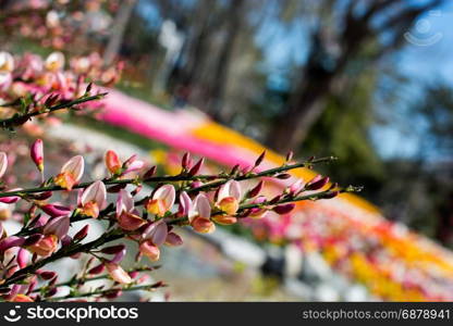 Colorful flowers bloom in the spring in trees