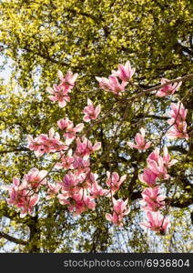 Colorful flowers bloom in the spring in trees