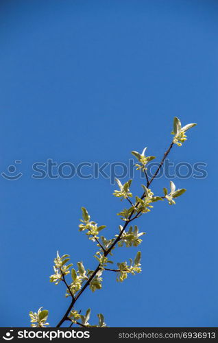 Colorful flowers bloom in the spring in trees