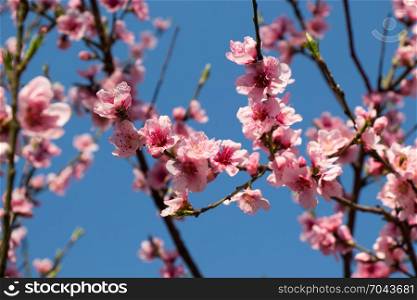 Colorful flowers bloom in the spring in trees