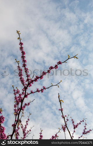 Colorful flowers bloom in the spring in trees