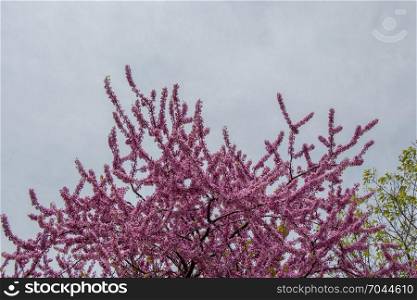 Colorful flowers bloom in the spring in trees