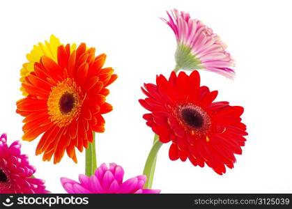 colorful flowers gerberas on white background