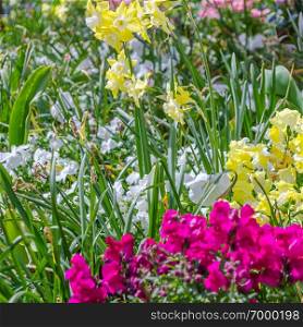 Colorful flowers in blossom in a garden during springtime