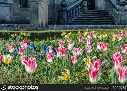 Colorful flowers in blossom in a garden during springtime