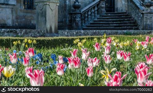 Colorful flowers in blossom in a garden during springtime