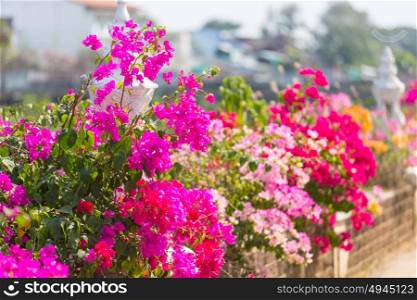 Colorful flowers in bougainvillea in the street