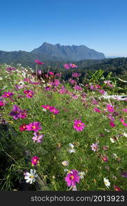 Colorful flowers in national garden park and Doi Luang Chiang Dao mountain hills in Chiang Mai, Thailand. Nature landscape in travel trip and vacation.