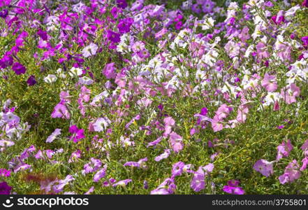 colorful flowers in the garden