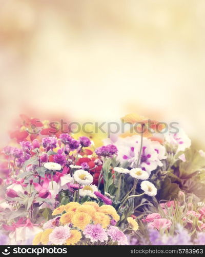 Colorful Flowers In The Garden