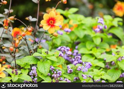 Colorful flowers in the garden. Spring or summer time, outdoor