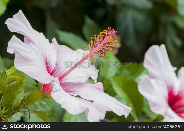 colorful flowers in the middle of the field