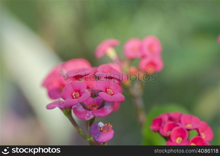 colorful flowers in the rainforest