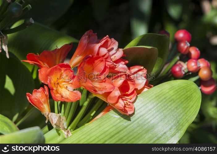 colorful flowers in the rainforest