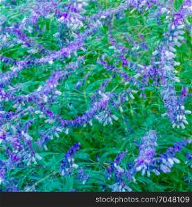Colorful flowers of Mexican bush sage background