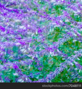 Colorful flowers of Mexican bush sage background