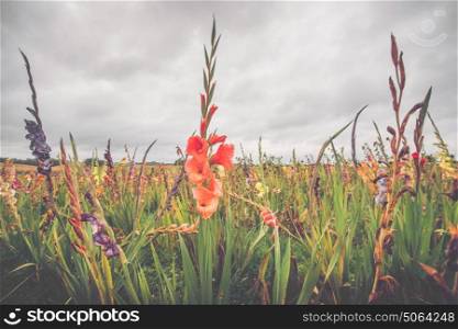 Colorful flowers on a field in cloudy weather in October