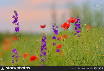 colorful flowers on field in summer