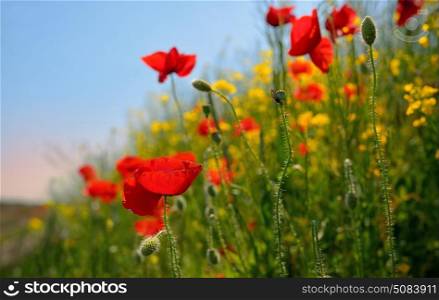 colorful flowers on field in summer