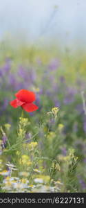 colorful flowers on field in summer sunset