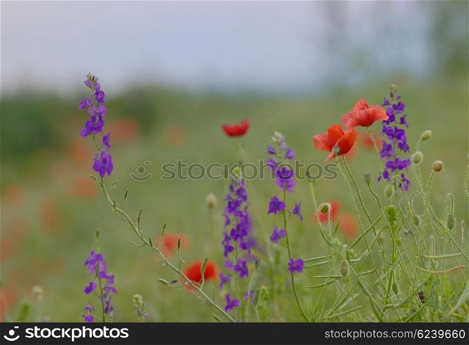 colorful flowers on field in summer sunset