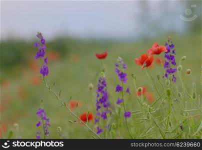 colorful flowers on field in summer sunset