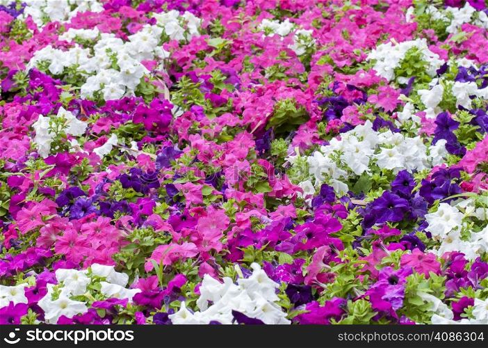colorful flowers placed in the garden