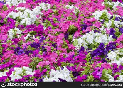 colorful flowers placed in the garden