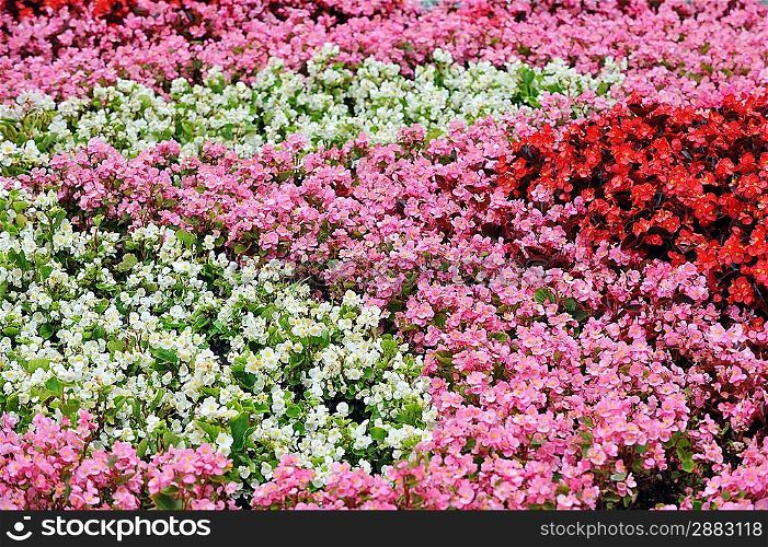 colorful flowers. summer garden landscaping in city park