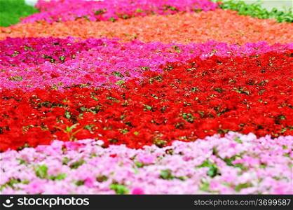 colorful flowers. summer garden landscaping in city park
