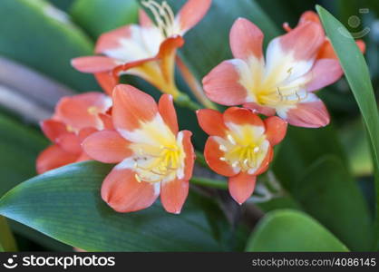 colorful flowers surrounded by nature