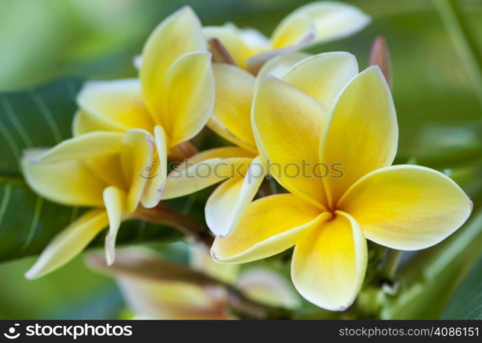 colorful flowers surrounded by nature