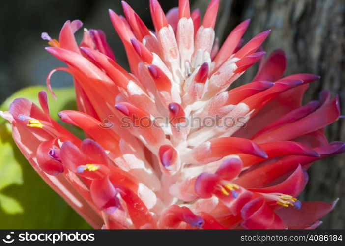 colorful flowers surrounded by nature