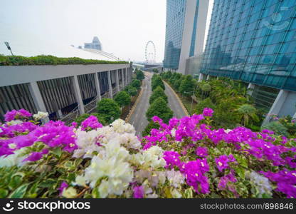 Colorful flowers with Singapore flyer in Downtown Singapore skyline. Financial district and business centers in urban city in Asia. Skyscraper and high-rise buildings.