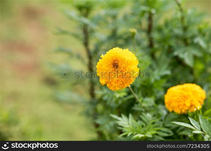colorful flowers ,Yellow marigold flower
