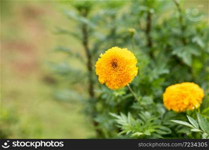 colorful flowers ,Yellow marigold flower