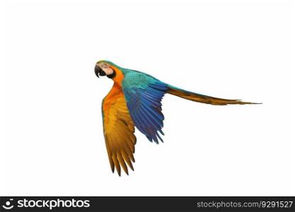 Colorful flying parrot isolated on a white background.