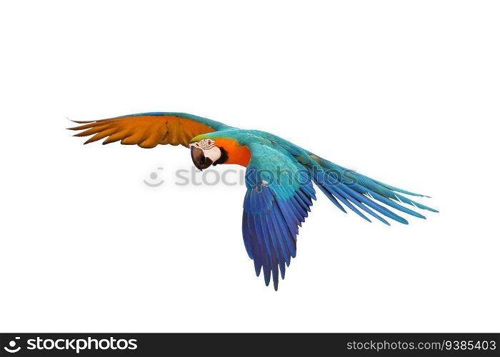 Colorful flying parrot isolated on white background.