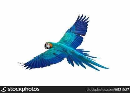 Colorful flying parrot isolated on white background.