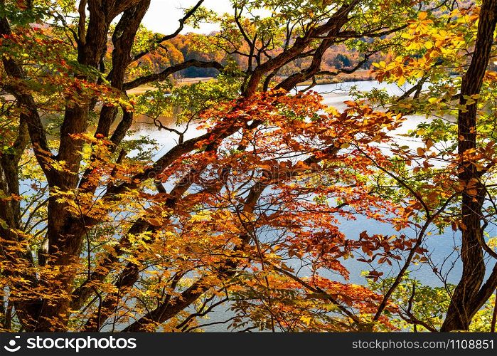 Colorful foliage at Onuma Pond Walking Trail in Towada Hachimantai National Park, Akita Prefecture, Japan.
