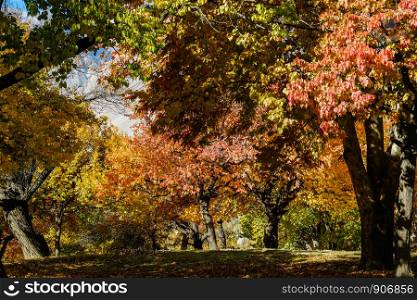 Colorful foliage in autumn, Altit royal garden, Gilgit-Baltistan, Pakistan.