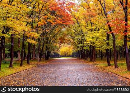 Colorful foliage in autumn park. Autumn seasons.