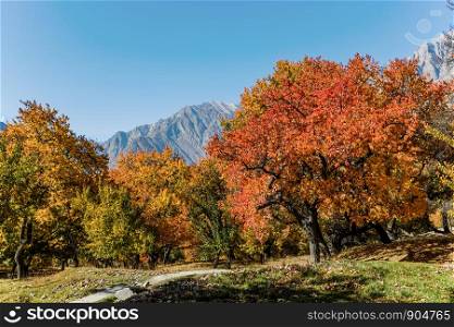 Colorful foliage in autumn with mountain and blue sky in the background. Altit royal garden, Hunza valley, Gilgit-Baltistan, Pakistan.