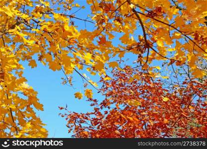 Colorful foliage in front of the sky