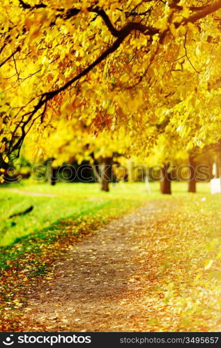 Colorful foliage in the autumn park