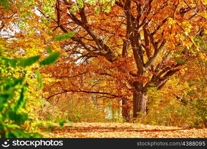 Colorful foliage in the autumn park